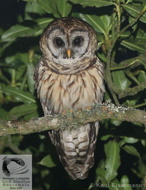 adult Fulvous Owl