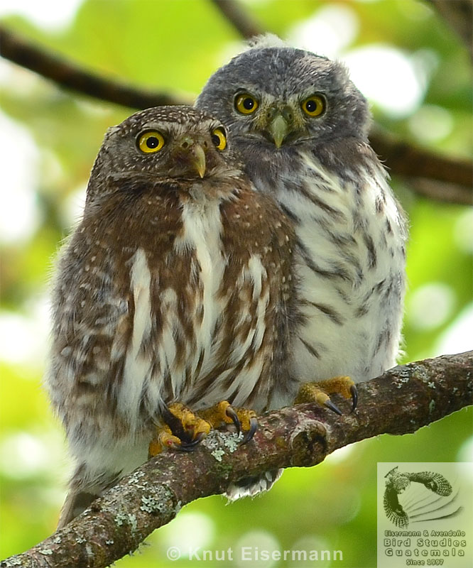 Female Guatemalan Pygmy-Owl with juvenile