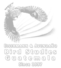 Eisermann & Avendaño Bird Studies Guatemala