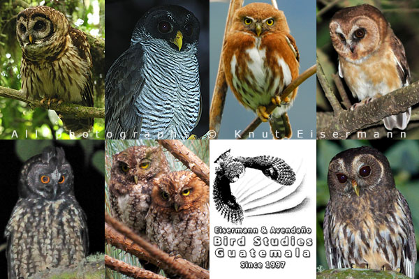 Owls of Guatemala