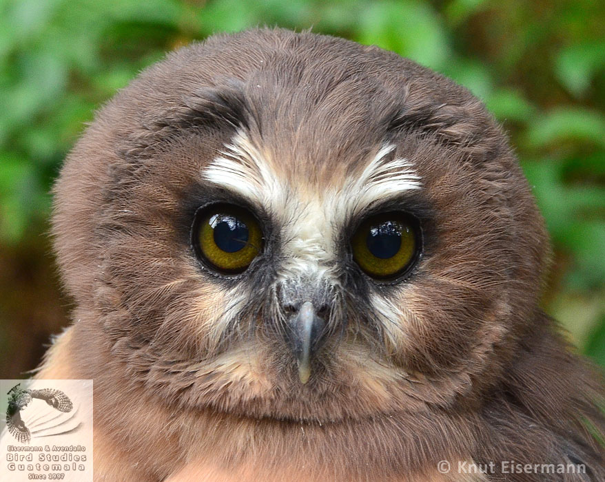 juvenile Unspotted Saw-whet Owl Aegolius ridgwayi
