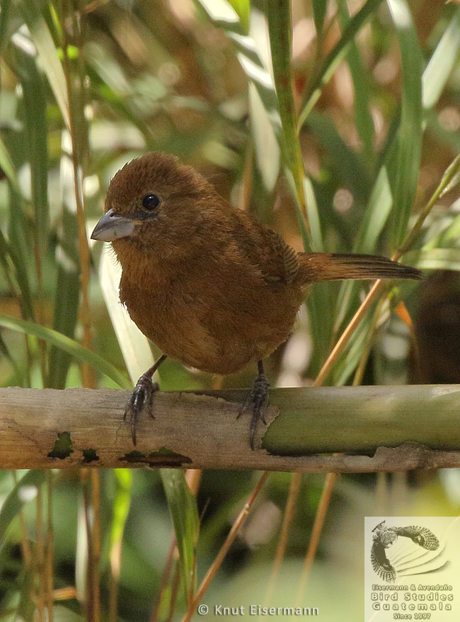 Female Blue Seedeater