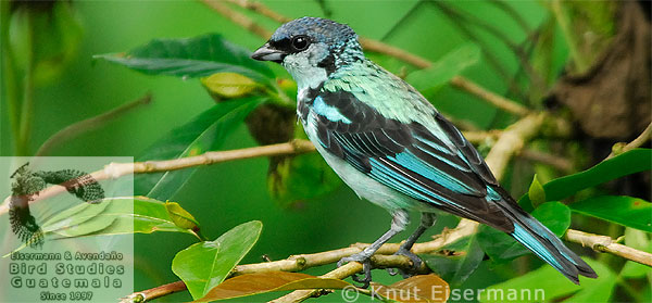 Azure-rumped Tanager