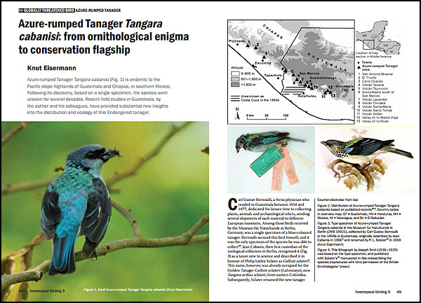 Azure-rumped Tanager