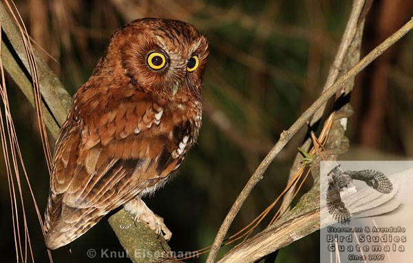 Bearded Screech-Owl Megascops barbarus: natural history