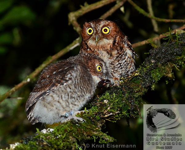 female and juvenile Bearded Screech-Owl