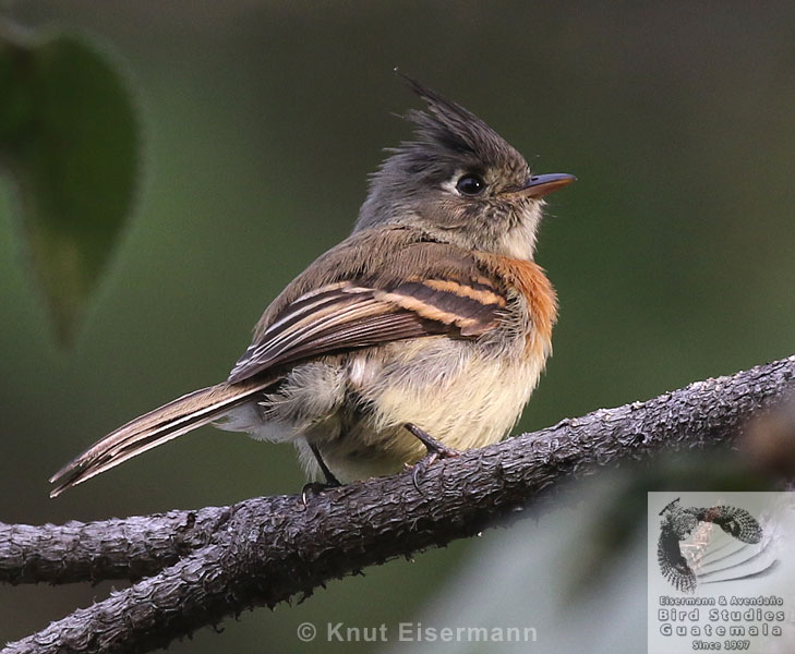 Belted Flycatcher