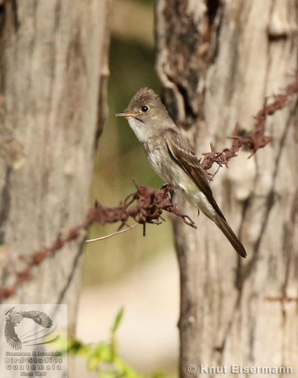 Western Wood-Pewee