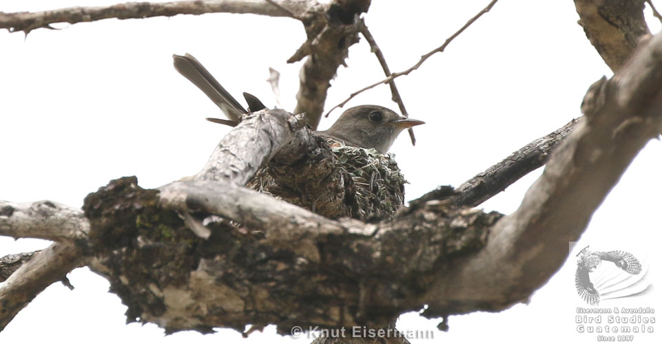 Western Wood-Pewee at the nest