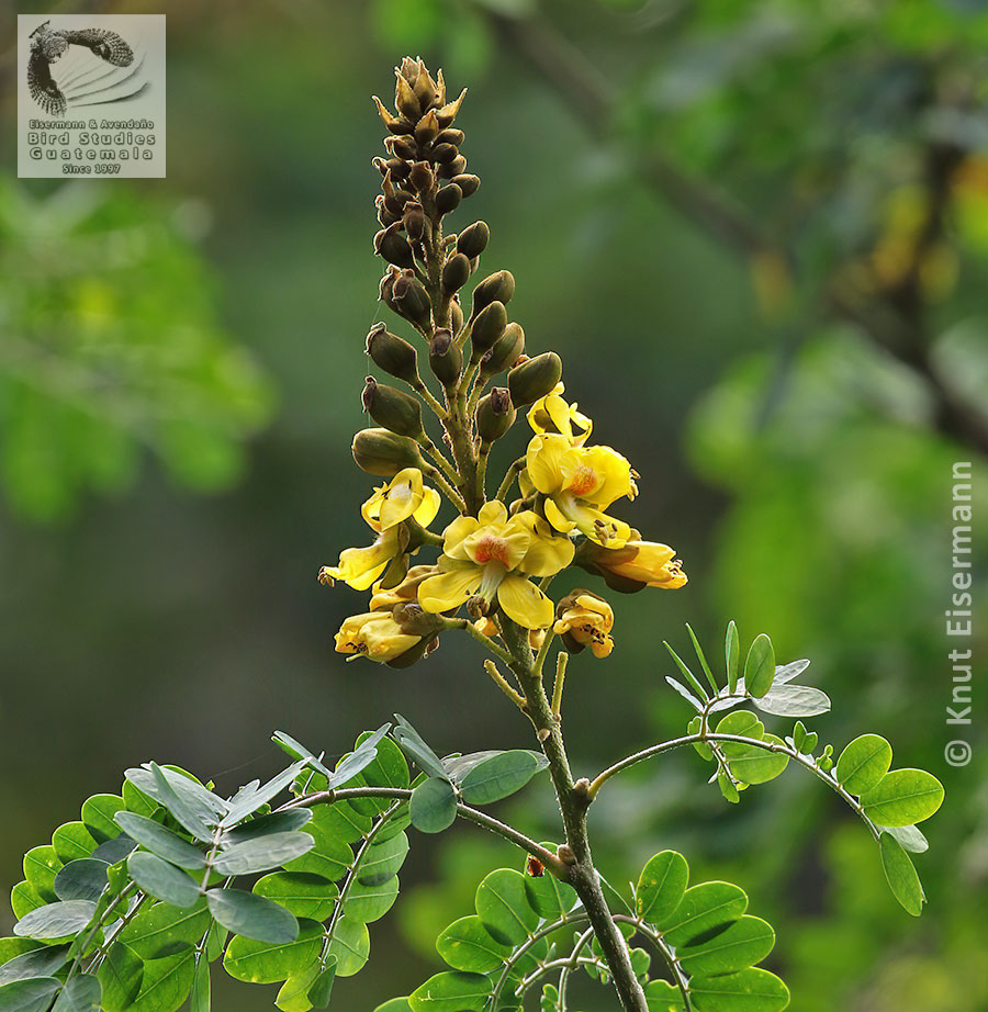 Erythrostemon guatemalensis inflorescence