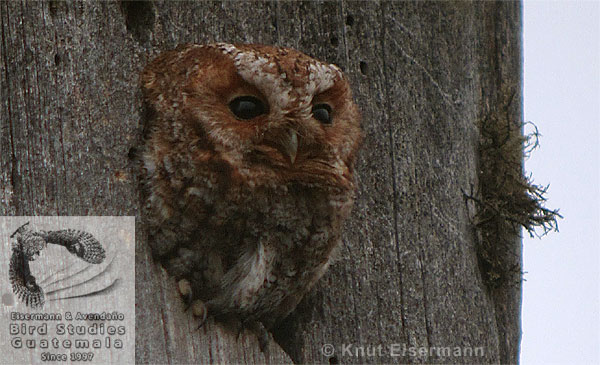 Flammulated Owl Owl Psiloscops flammeolus