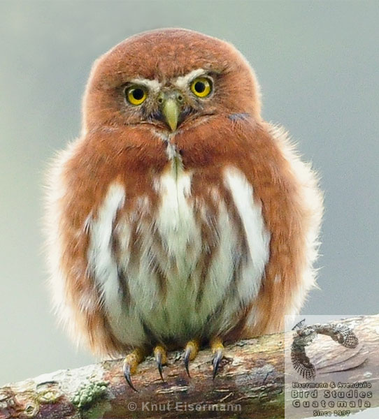 Guatemalan Pygmy-Owl