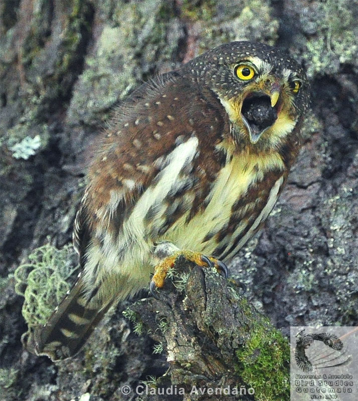 Guatemalan Pygmy-Owl