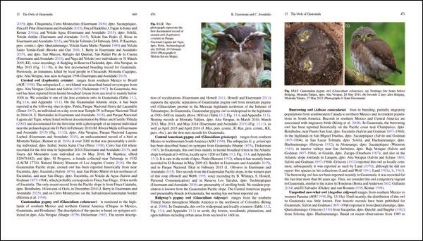 Guatemalan Pygmy-Owl