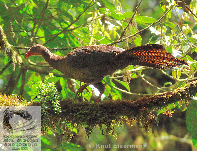 female Highland Guan Penelopina nigra