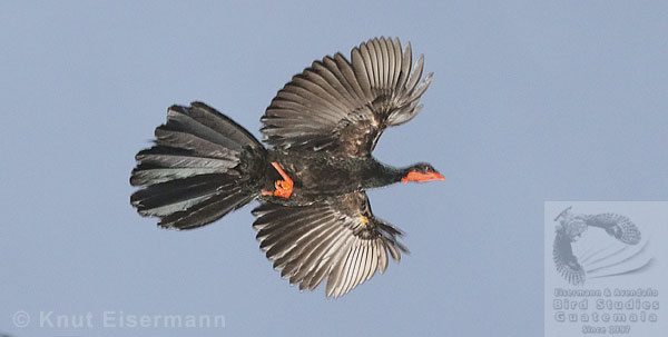 male Highland Guan Penelopina nigra