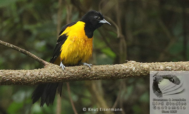 Bar-winged Oriole