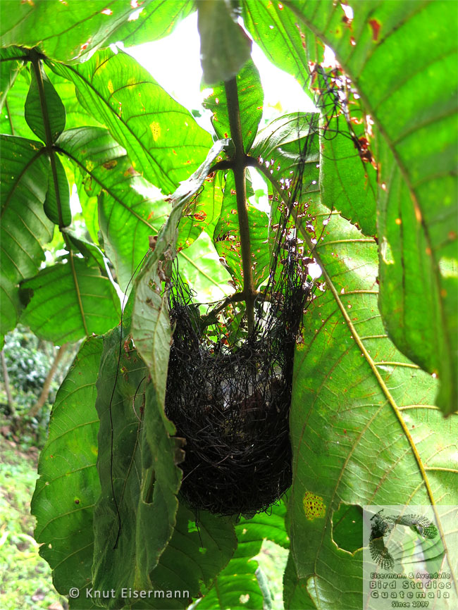 Nest of Bar-winged Oriole