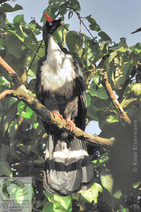 adult Horned Guan Oreophasis derbianus