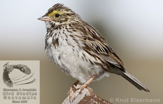 Savannah Sparrow Passerculus sandwichensis wetmorei