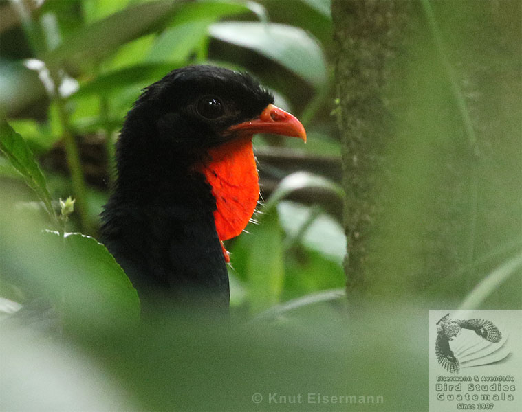 Male Highland Guan Penelopina nigra