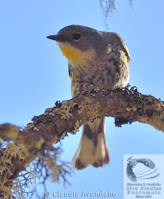 Female Goldman's Warbler