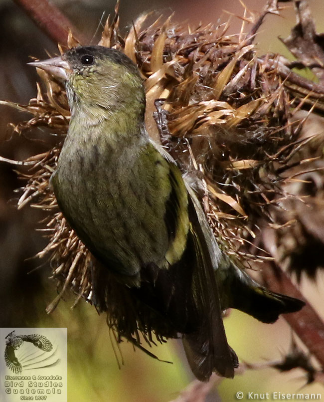 immature Black-capped Siskin