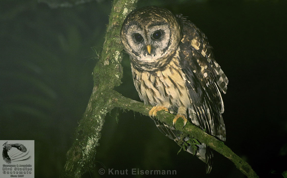 Fulvous Owl Strix fulvescens