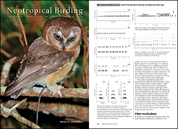 Unspotted Saw-whet Owl