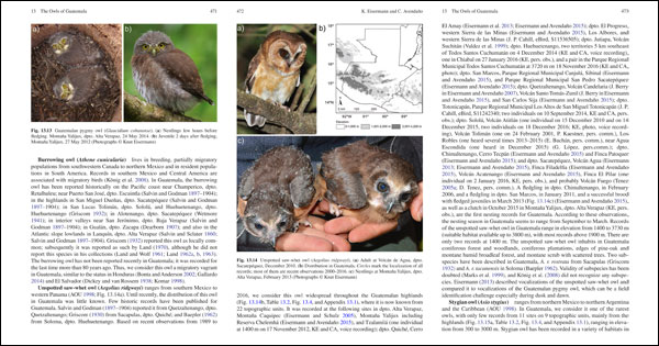 Unspotted Saw-whet Owl