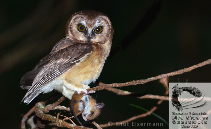 Unspotted Saw-whet Owl