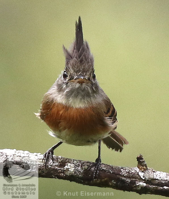 Belted Flycatcher