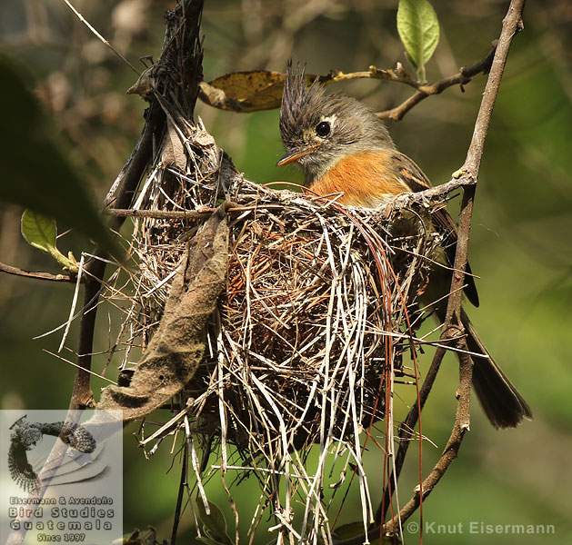 Belted Flycatcher at nest