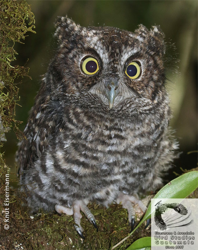 juvenile Bearded Screech-Owl