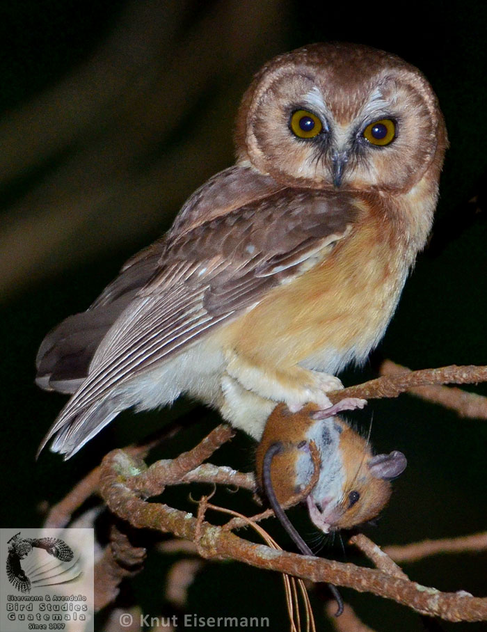 Aegolius ridgwayi con presa