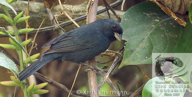 Blue Seedeater