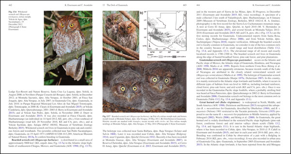 Bearded Screech-Owl