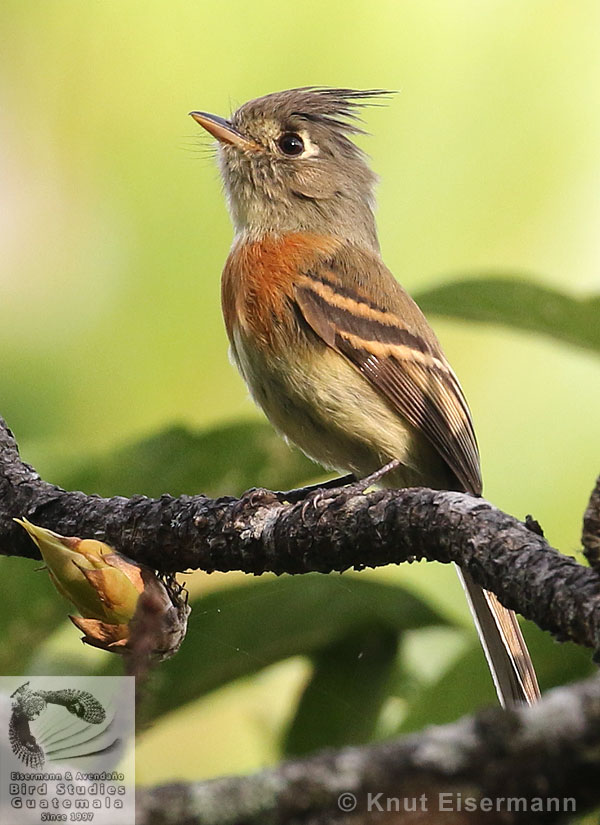 Mosquero Fajado Xenotriccus callizonus