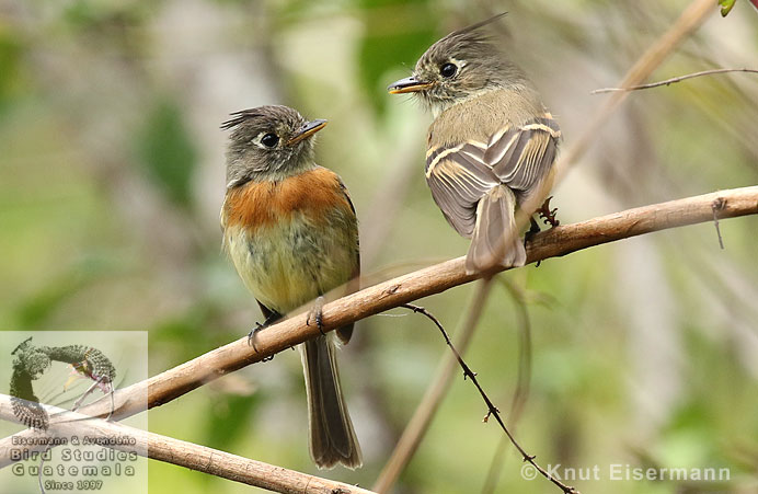 Pareja del Mosquero Fajado  Xenotriccus callizonus