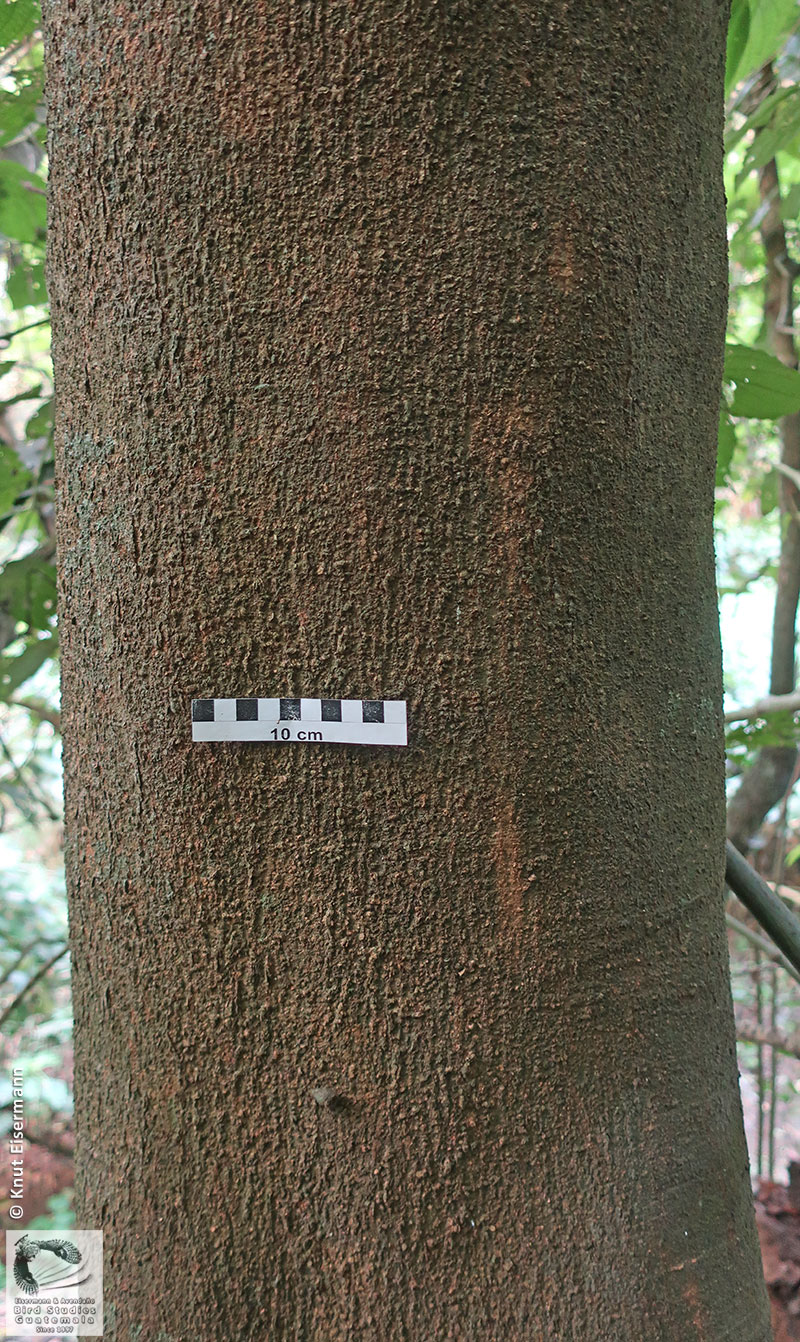 Celtis guatemalensis: tronco de un árbol maduro