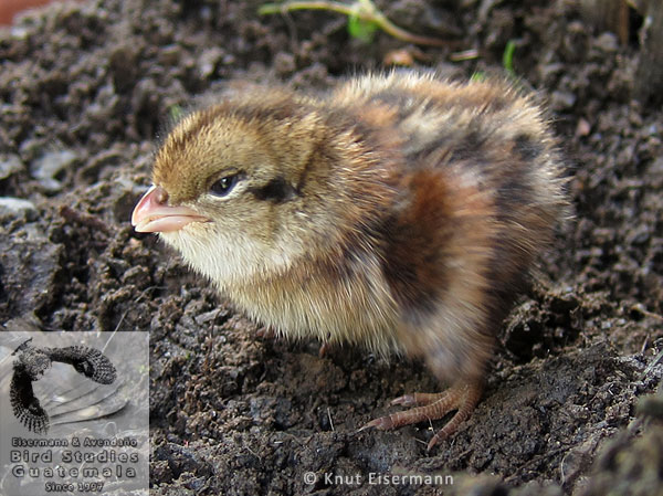 Ocellated Quail chick