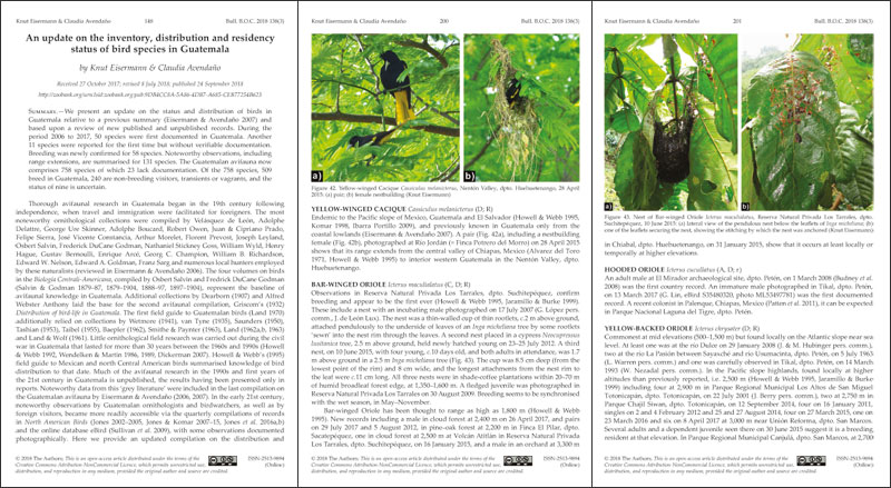 nesting of Bar-winged Oriole