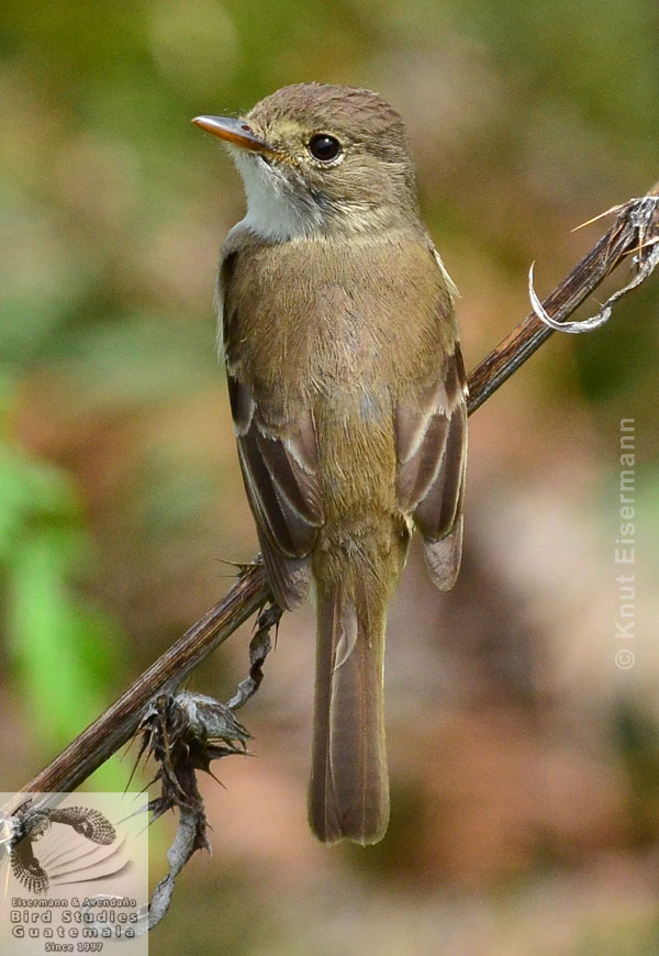 adulto del Mosquero Gorjiblanco Empidonax albigularis