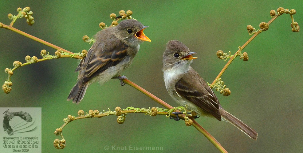 Adulto del Mosquero Gorjiblanco Empidonax albigularis con un juvenil