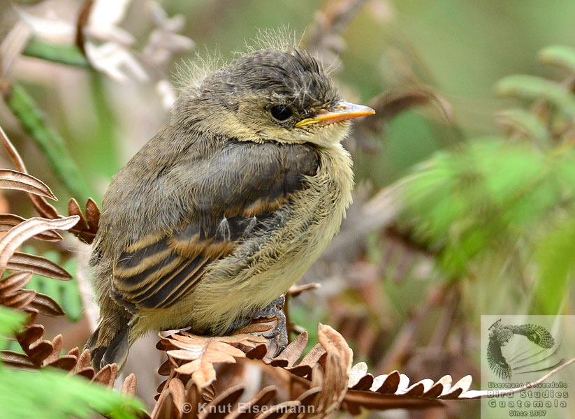 juvenil del Mosquero Gorjiblanco Empidonax albigularis recién salido del nido