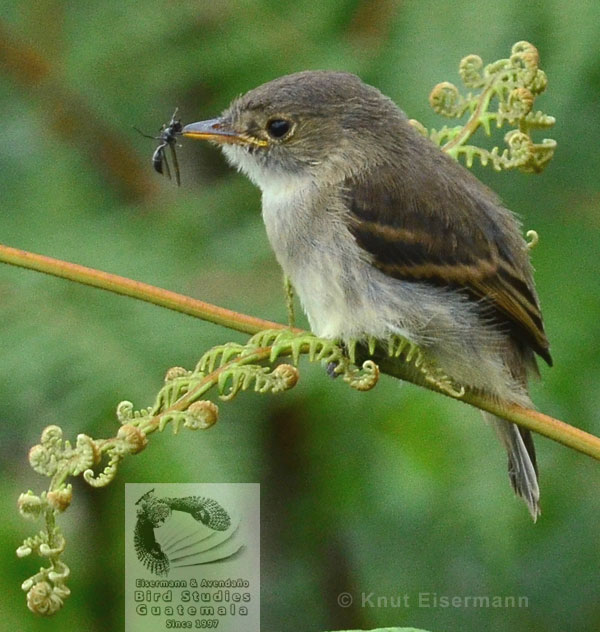 juvenil del Mosquero Gorjiblanco Empidonax albigularis con avispa