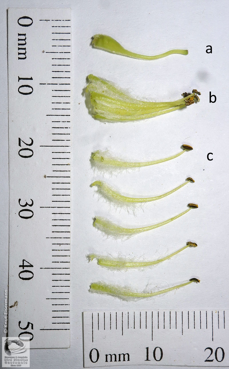 Gineceo y estambres de Erythrostemon guatemalensis