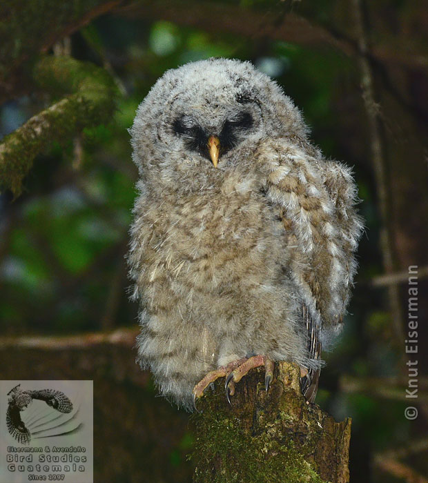 juvenil de Strix fulvescens