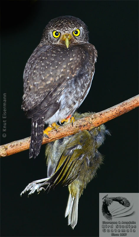 Glaucidium cobanense con presa