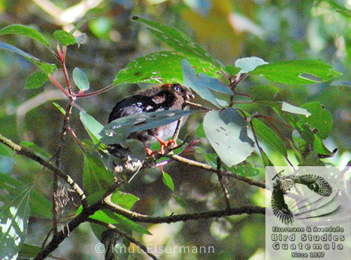 juvenile of Horned Guan Oreophasis derbianus